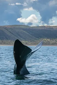 Argentina Prints: Southern right whale (Eubalaena australis) tail fluke above water surface