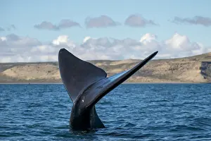 Argentina Prints: Southern right whale (Eubalaena australis) tail fluke above water surface