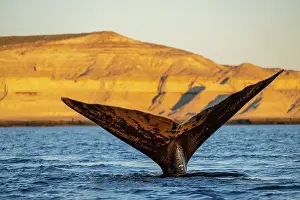 Argentina Prints: Southern right whale (Eubalaena australis) tail fluke above the water surface