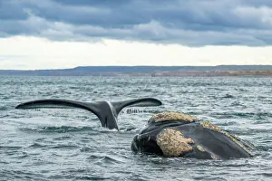 Balaena Australis Prints: Southern right whale (Eubalaena australis) at water surface
