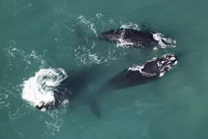 Images Dated 14th November 2016: Southern right whales (Eubalaena australis) aerial view of three adullts engaged in