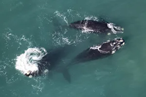 Tony Wu Prints: Southern right whales (Eubalaena australis) aerial view of three adullts engaged in