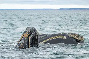 Water Surface Prints: Southern right whales (Eubalaena australis) female and calf
