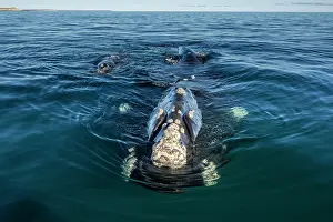 Argentina Prints: Southern right whales (Eubalaena australis) female and calf swimming together at the surface