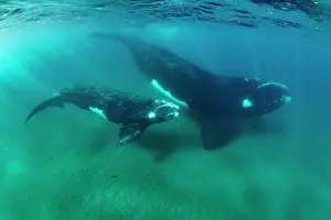 Balaena Australis Prints: Southern right whales (Eubalaena australis) female and calf swimming together underwater