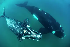 Balaena Australis Prints: Southern right whales (Eubalaena australis) female and calf swimming together underwater