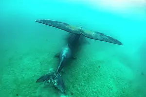 Rear View Prints: Southern right whales (Eubalaena australis) female and calf swimming together underwater