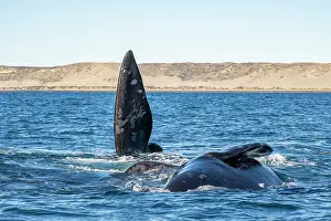 Water Surface Prints: Southern right whales (Eubalaena australis) pair