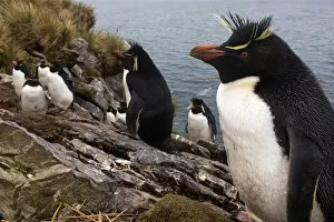 Southern Rockhopper penguin (Eudyptes chrysocome) colony, Kidney Island, Falkland Islands, October