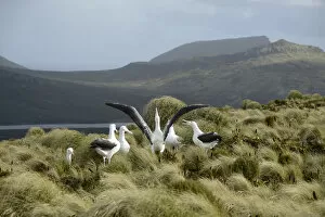 Albatross Gallery: Southern royal albatross (Diomedea epomophora) sub-adults, group displaying in tussock grassland