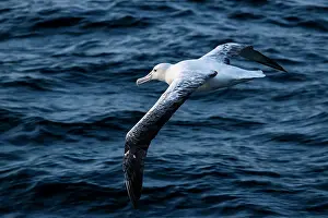 Campbell Island Prints: Southern Royal albatross (Diomedea epomophora) in flight over the ocean