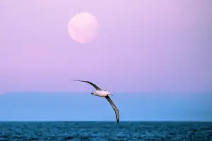 Campbell Island Prints: Southern royal albatross (Diomedea epomophora) in flight over the ocean with the rising full moon in the sky above