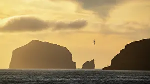 Silhouetted Prints: Southern Royal albatross (Diomedea epomophora)