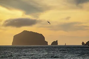 Silhouetted Prints: Southern Royal albatross (Diomedea epomophora)