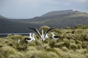 Campbell Island Prints: Southern royal albatross (Diomedea epomophora) sub-adults