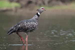 Waterfowl Prints: Southern screamer (Chauna torquata) walking through shallow water