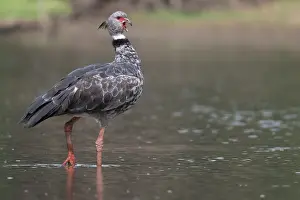 Waterfowl Prints: Southern screamer (Chauna torquata) walking through shallow water