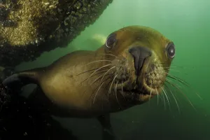 Play Prints: Southern sea lions (Otaria flavescens) Comau Fjord, Patagonia, Chile, Pacific Ocean