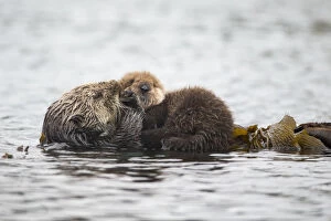 Southern Sea otter (Enhydra lutris) mother holding young pup (less than one week in age)