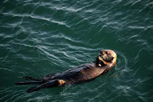 Elevated View Prints: Southern sea otter (Enhydra lutris nereis) swimming in a bay feeding on a Sunray venus clam (Macrocallista nimbosa)