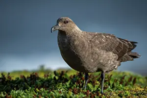 Falkland Skua Prints: Southern skua (Stercorarius antarcticus) portrait
