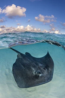 Southern stingray (Dasyatis americana) swimming over sand in shallow water, split