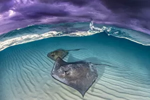 Southern stingray (Dasyatis americana) two swimming over sand bar, under stormy sky. Grand Cayman, Cayman Islands