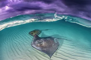 Southern stingray (Dasyatis americana) two swimming over sand bar, under stormy sky. Grand Cayman, Cayman Islands. British West Indies