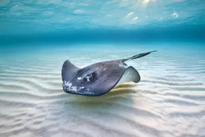 Southern stingray (Hypanus americanus) female swimming over a shallow sand bank, under morning sun
