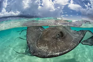 The Magic Moment Gallery: Southern stingray (Hypanus americanus) at the surface. Stingray City, Grand Cayman