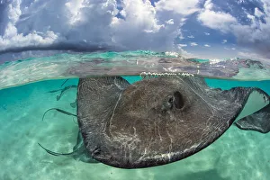 Images Dated 14th August 2013: Southern stingray (Hypanus americanus) at the surface. Stingray City, Grand Cayman