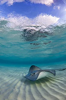 Dasyatidae Prints: Southern stingray (Hypanus americanus) swimming over ripples on sandbar, Grand Cayman