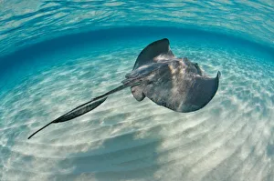 Southern stingray (Hypanus americanus) swimming over sand ripples on sand bar, Grand Cayman