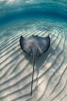 Symmetry Prints: Southern stingray (Hypanus americanus) swimming over sand ripples on sandbar