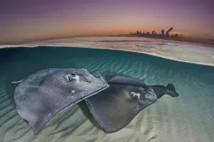 Southern stingrays (Hypanus americanus) swimming over a sand bar in the early morning
