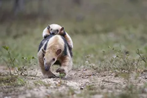 Southern Tamandua (Tamandua tetradactyla) female carrying young on her back, Northern Pantanal, Mato Grosso State, Brazil, South America
