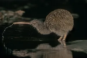 Images Dated 24th January 2014: Southern Tokoeka / Stewart Island Brown Kiwi (Apteryx australis lawryi) female drinking