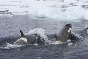 Antarctica Gallery: Southern Type B Killer whales (Orcinus orca) hunting Weddell seal (Leptonychotes