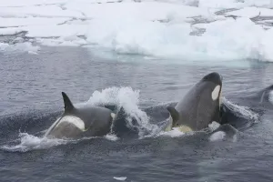 Southern Type B Killer whales (Orcinus orca) hunting Weddell seal (Leptonychotes