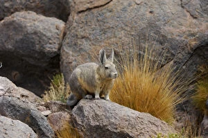2018 October Highlights Gallery: Southern viscacha (Lagidium viscacia) near Laguna Colorada, Bolivia