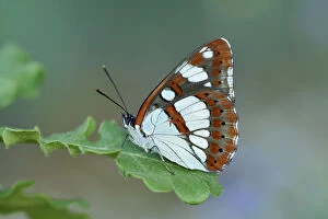 Butterflies & Moths Collection: Southern white admiral butterfly (Limenitis reducta) North of Lorgues, Provence