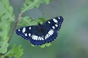 Provence Prints: Southern white admiral (Limenitis reducta) North of Lorgues