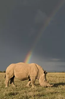 Images Dated 16th April 2007: Southern white rhinoceros (Ceratotherium simum simum) with rainbow and storm clouds