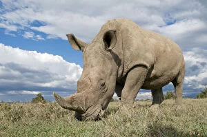 Images Dated 16th April 2007: Southern white rhinoceros (Ceratotherium simum simum) grazing. Ol Pejeta Conservancy, Kenya, 2009