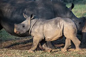 Grazing Prints: Southern white rhinoceros (Ceratotherium simum) calf with adult grazing behind