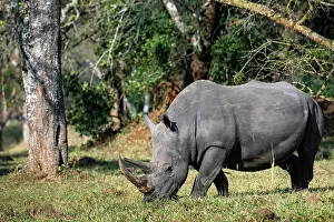 Sanctuary Prints: Southern white rhinoceros (Ceratotherium simum) grazing, Ziwa rhino sanctuary, Uganda