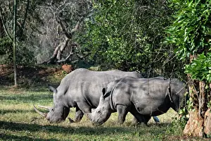 Sanctuary Prints: Two Southern white rhinoceros (Ceratotherium simum) grazing, Ziwa rhino sanctuary, Uganda
