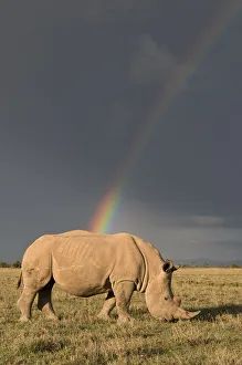 Skies Prints: Southern white rhinoceros (Ceratotherium simum simum) with rainbow and storm clouds