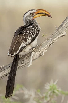 Lucas Bustamante Gallery: Southern yellow billed hornbill (Tockus leucomelas) perched on branch, Etosha National Park