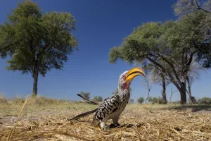 Southern yellow-billed hornbill (Tockus leucomelas) on ground, Moremi Game Reserve